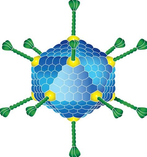 Canine Adenovirus Type 2 .